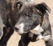 Teneriffa-Tiere Parsley 1