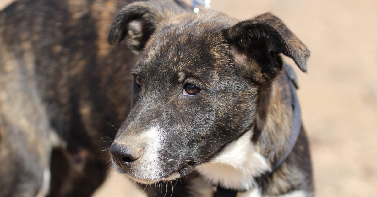 Unser Teneriffa-Tier Parsley sucht eine neue Familie