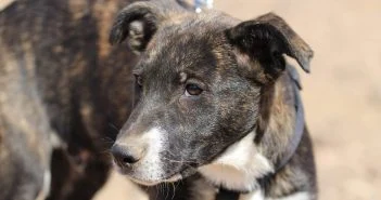 Unser Teneriffa-Tier Parsley sucht eine neue Familie Teneriffa-Tiere Parsley 1