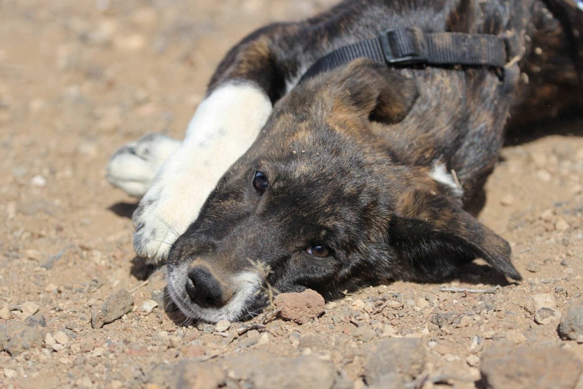 Teneriffa-Tiere Parsley 3