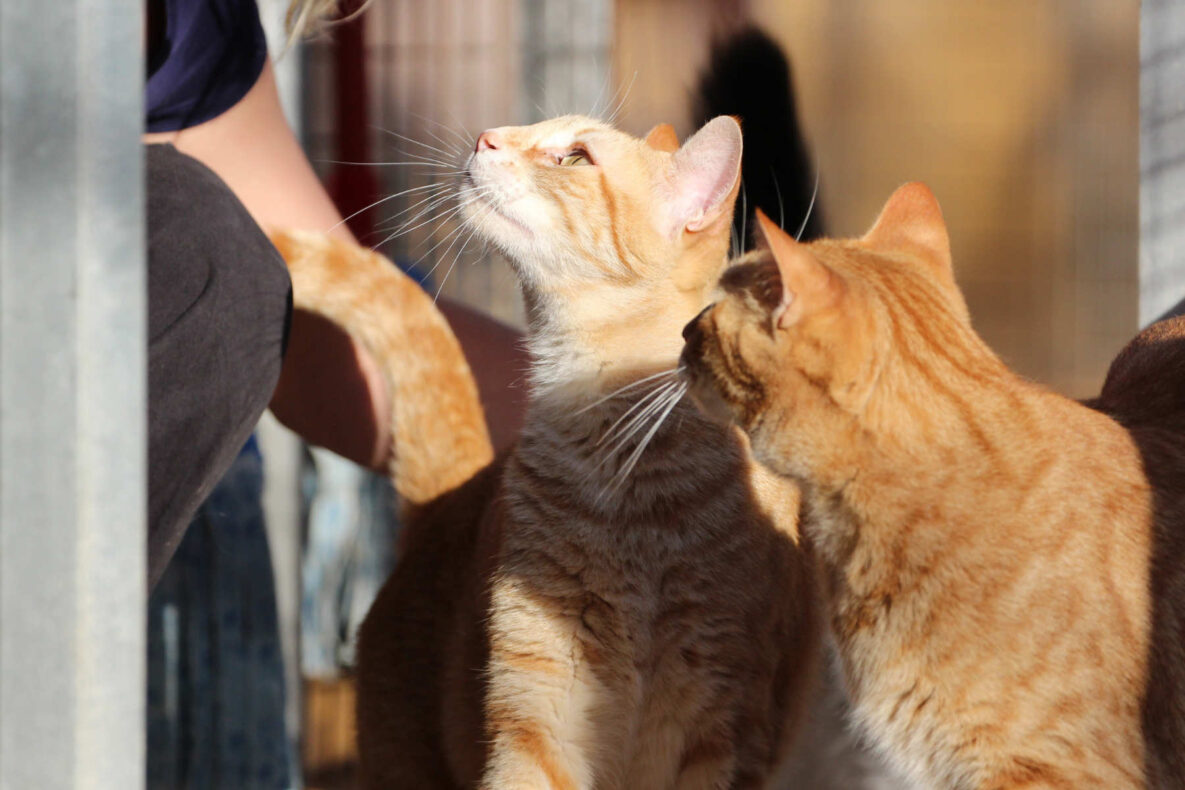 Unser Katzen-Duo Sammy & Timmy sucht eine neue Familie