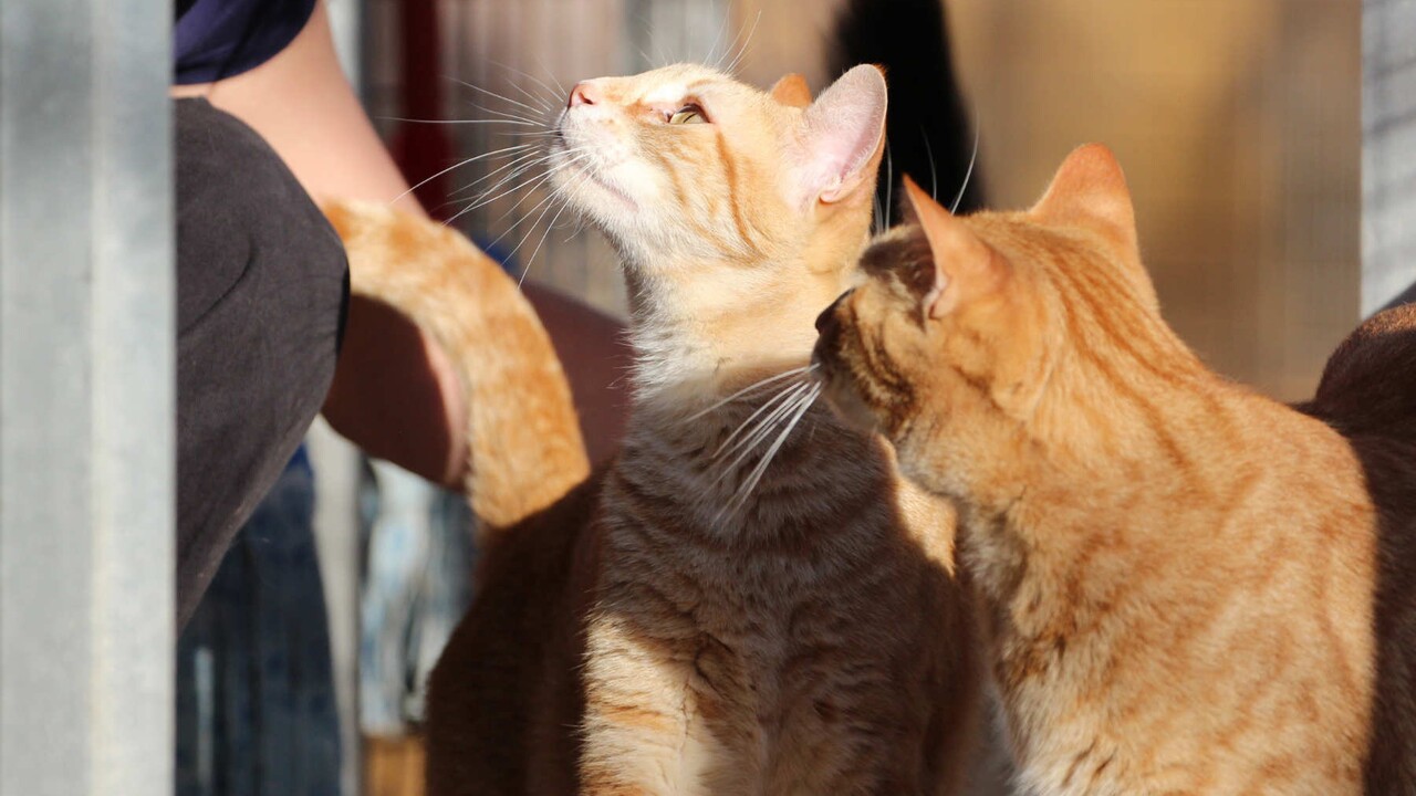 Unser Katzen-Duo Sammy & Timmy sucht eine neue Familie