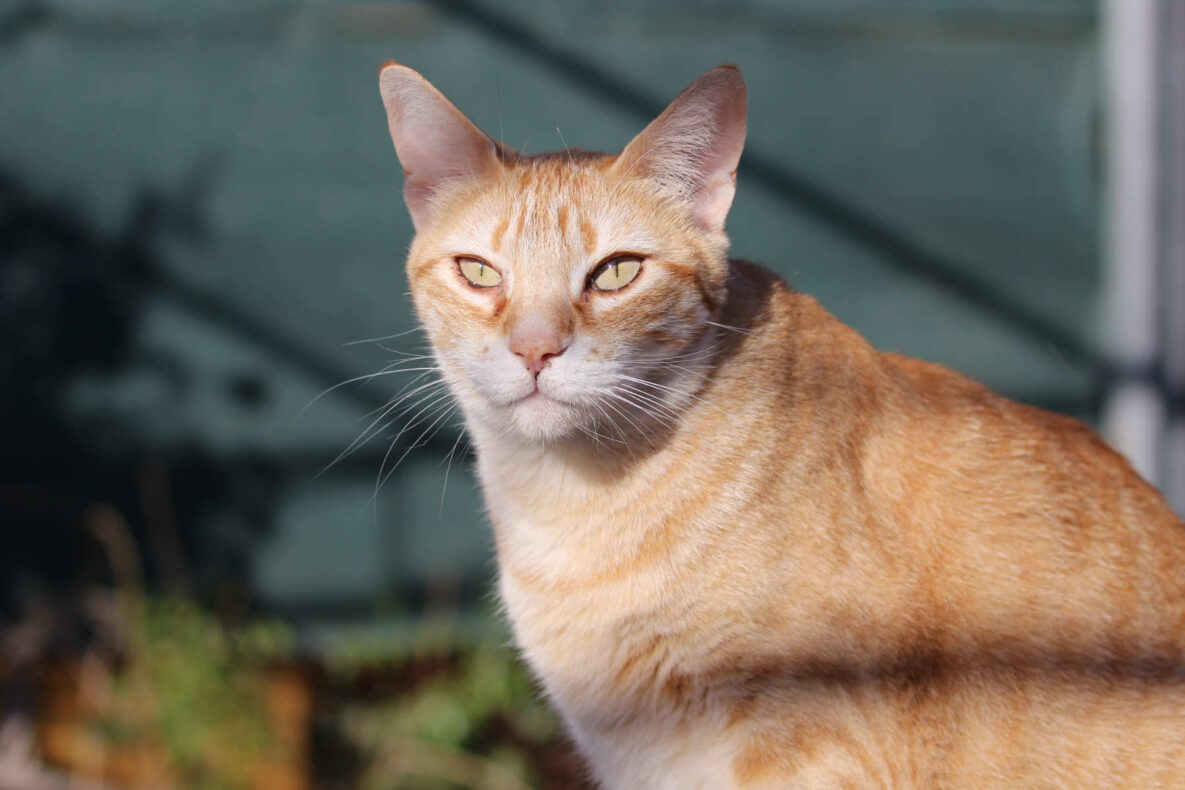 Teneriffa-Tiere Timmy Sammy 2