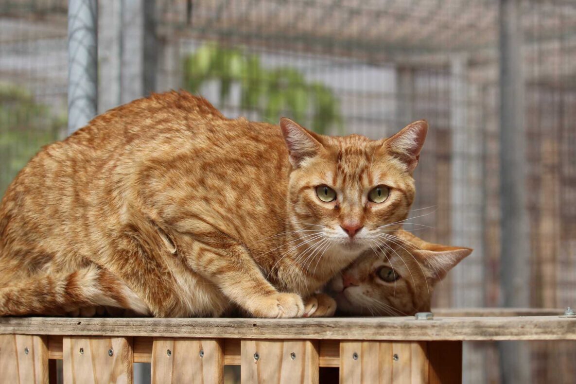Teneriffa-Tiere Timmy Sammy 3