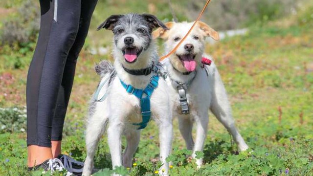 Hunde-Duo Zipi & Zape will von Teneriffa in die Welt