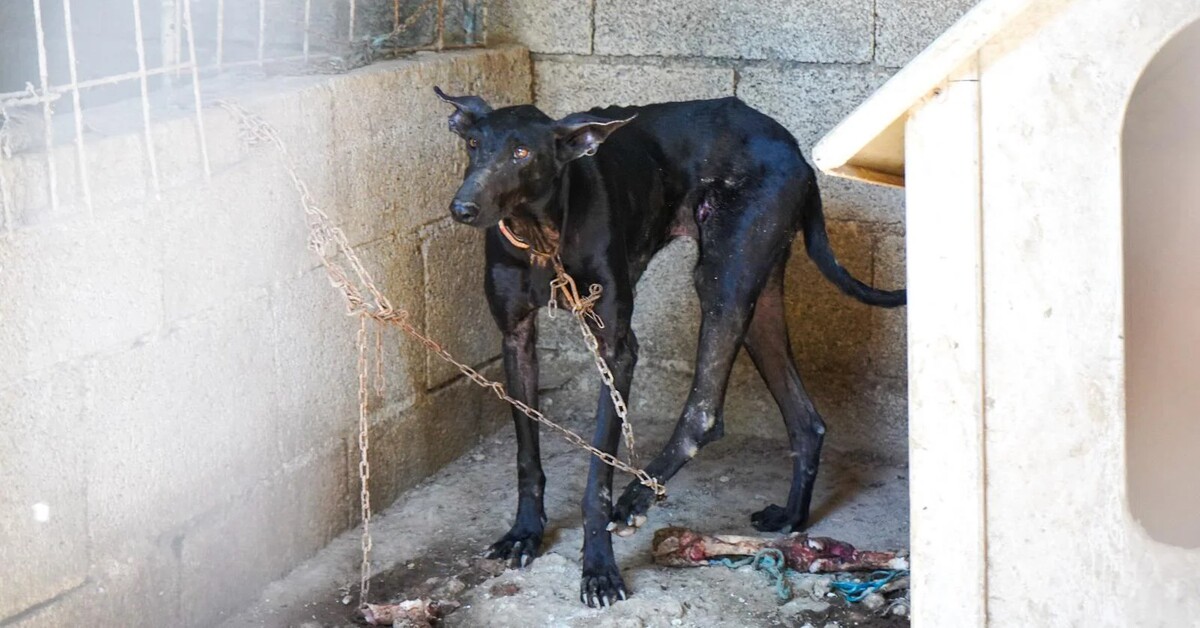 Teneriffa: Polizei findet 16 verwahrloste Hunde bei bekanntem Tierquäler