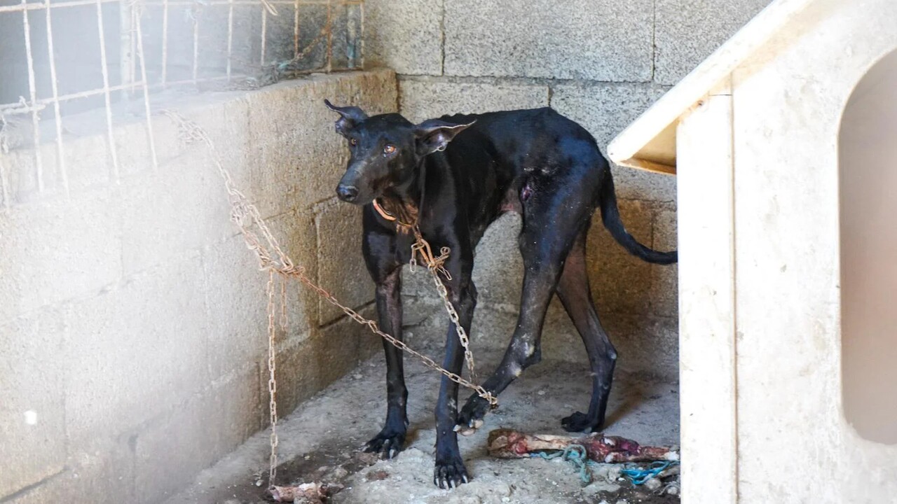 Teneriffa: Polizei findet 16 verwahrloste Hunde bei bekanntem Tierquäler