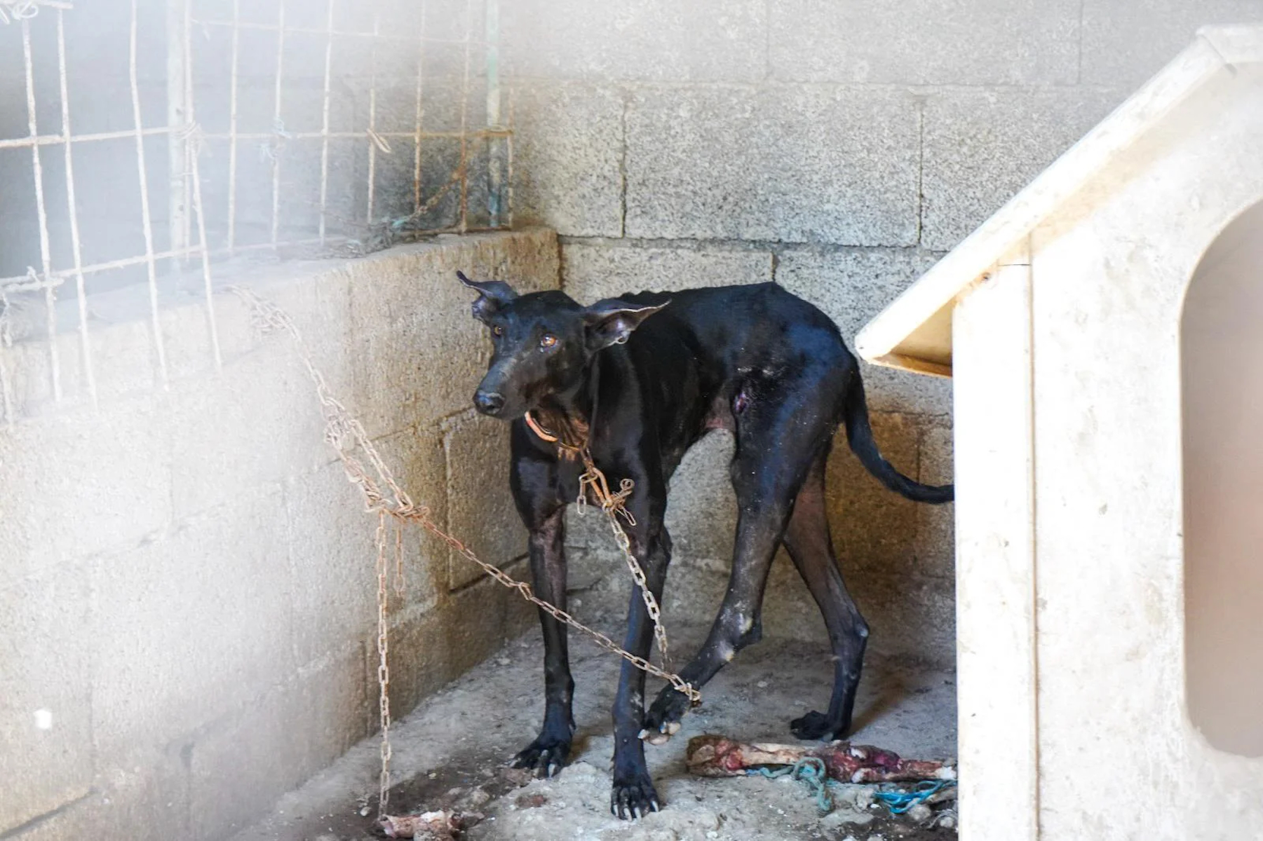 Teneriffa: Polizei findet 16 verwahrloste Hunde bei bekanntem Tierquäler