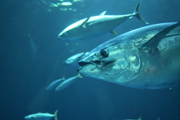 Thunfisch Kanaren