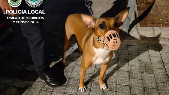 Tierquälerei Gran Canaria Hund ausgesetzt Polizei