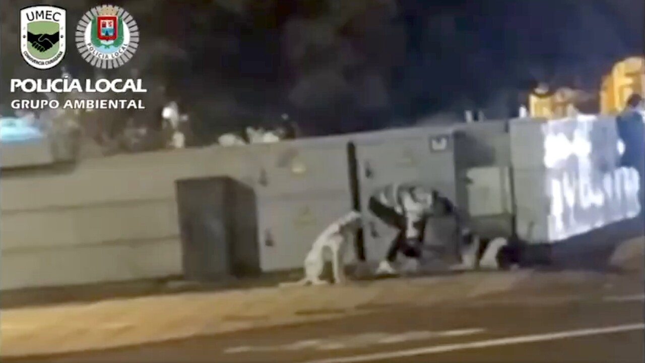 Überwachungskamera filmt Tierquälerei auf Gran Canaria – Strafe!