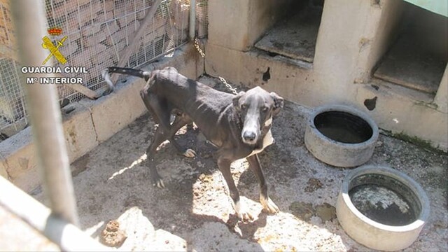 Festnahme nach sechsfacher Tierquälerei auf Gran Canaria