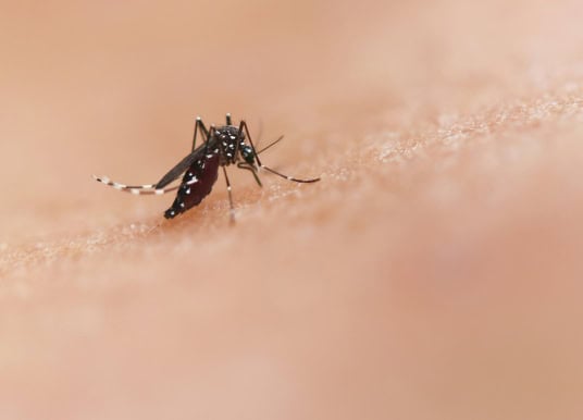 Tigermücke Aedes Kanaren