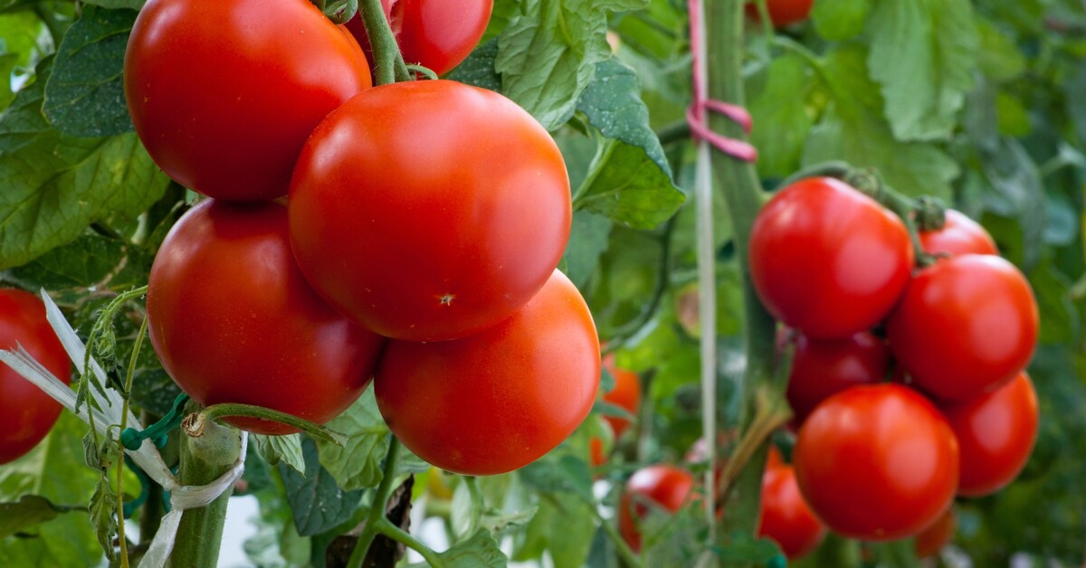 Tomatenpreise auf Teneriffa steigen deutlich