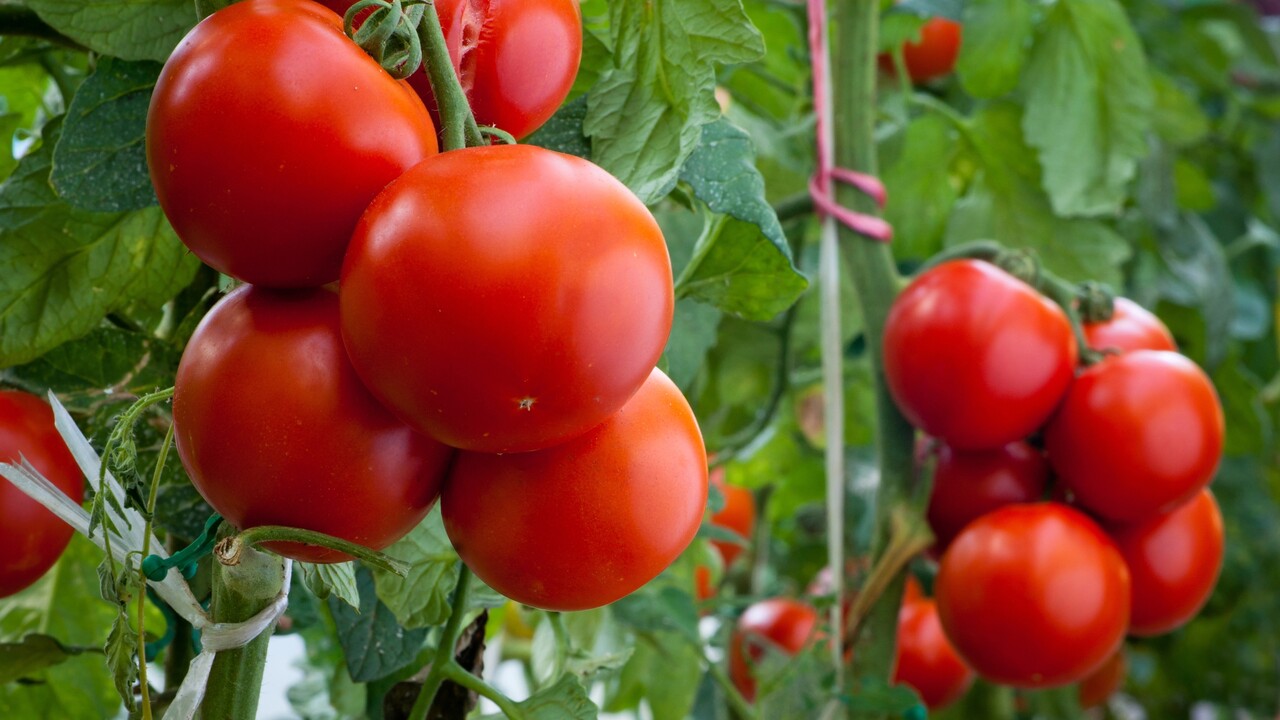 Tomatenpreise auf Teneriffa steigen deutlich