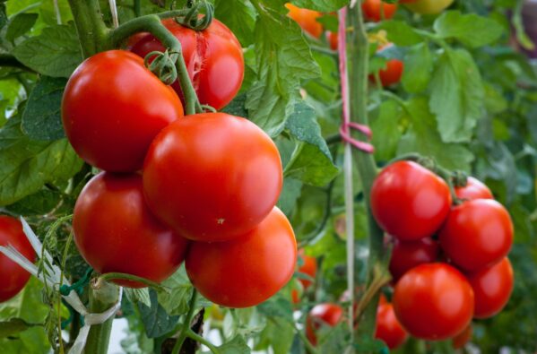 Tomatenpreise auf Teneriffa steigen deutlich