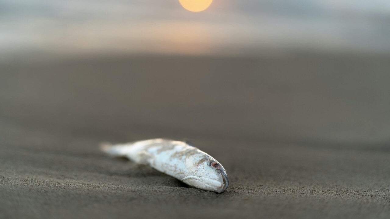 Besorgte Badegäste: Hunderte tote Fische am Strand auf Teneriffa entdeckt