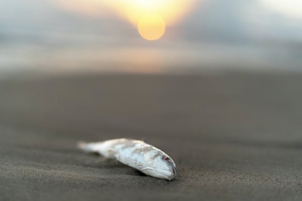 Tote Fische Strand Kanaren