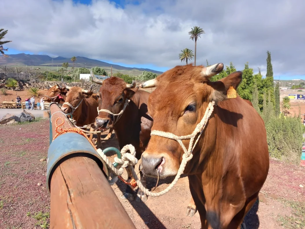 Livestock Show at the Rosario Festivities in Agüimes
