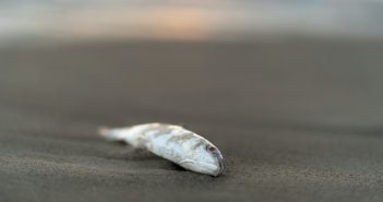 Tote Fische Strand Kanaren
