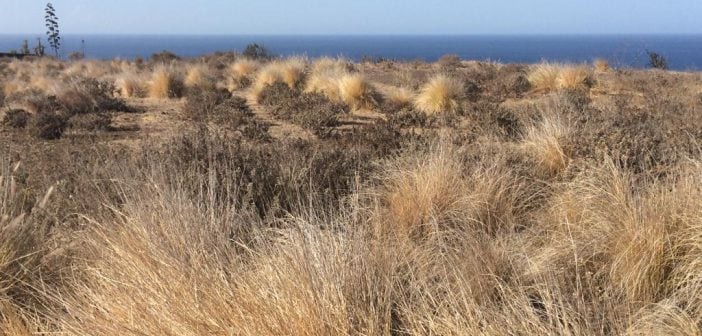 Rekord-Dürre: Gran Canaria vertrocknet ganz langsam