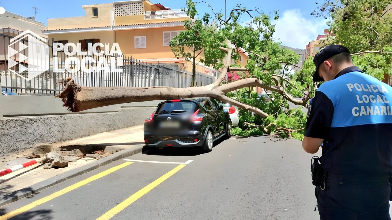 Teneriffa: Darum fallen in den Straßen von Santa Cruz die Bäume um