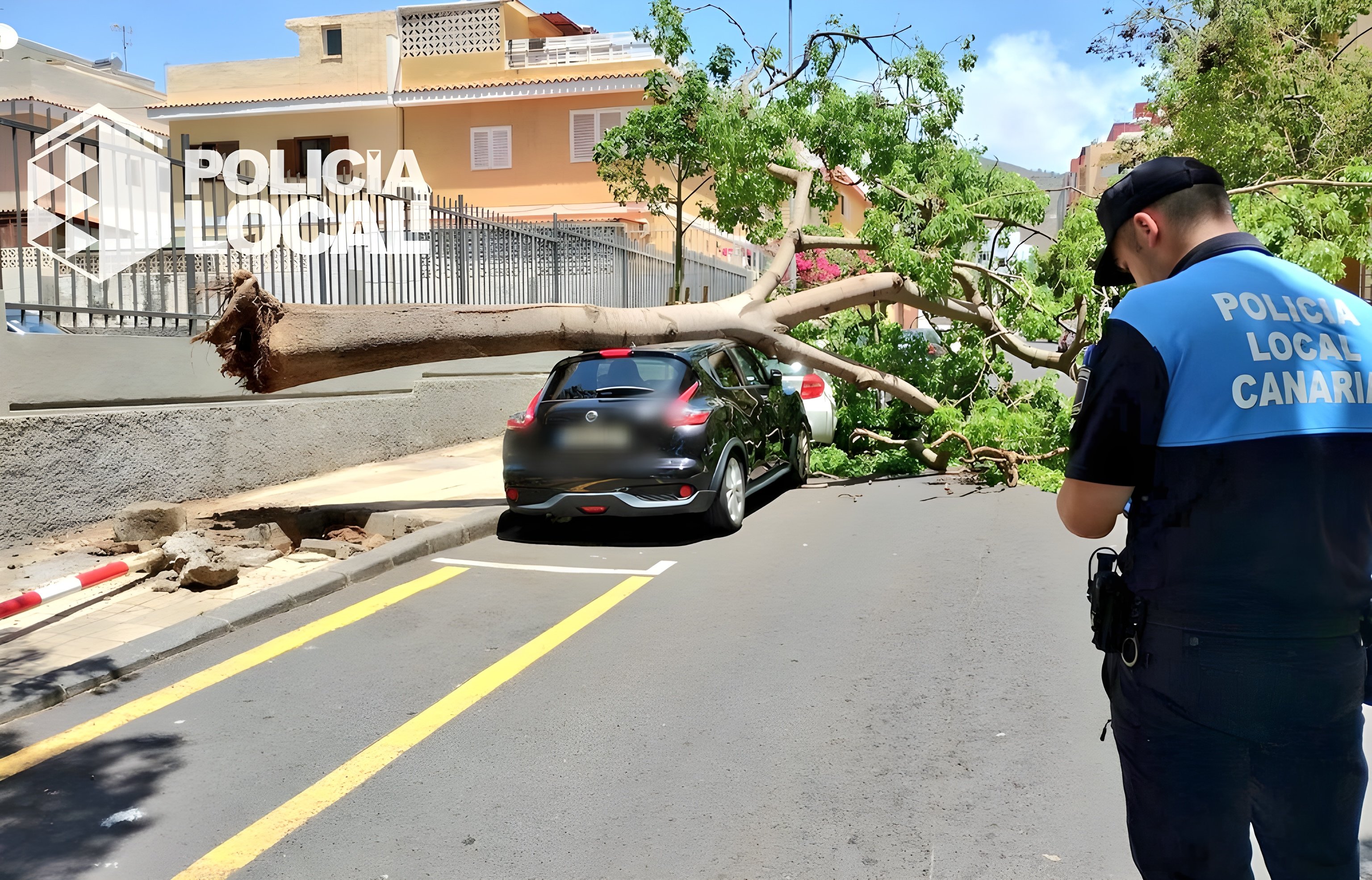 Teneriffa: Darum fallen in den Straßen von Santa Cruz die Bäume um