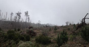 Umgestürzte Bäume nach dem Unwetter auf Teneriffa