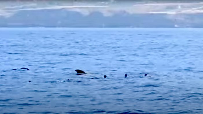 Teneriffa-Touristen ignorieren Wal-Schutzgebiet: Bis 60.000 Euro Strafe