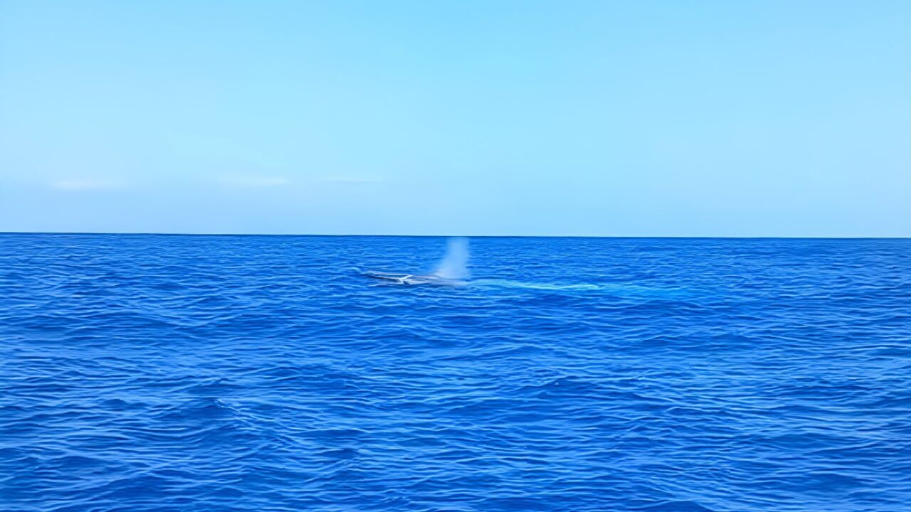 20-Meter-Blauwal taucht vor Teneriffa auf – mit Video