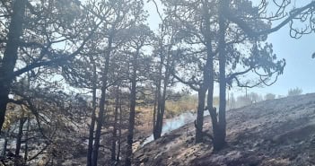 Waldbrände La Palma Kanaren verbrannte Bäume