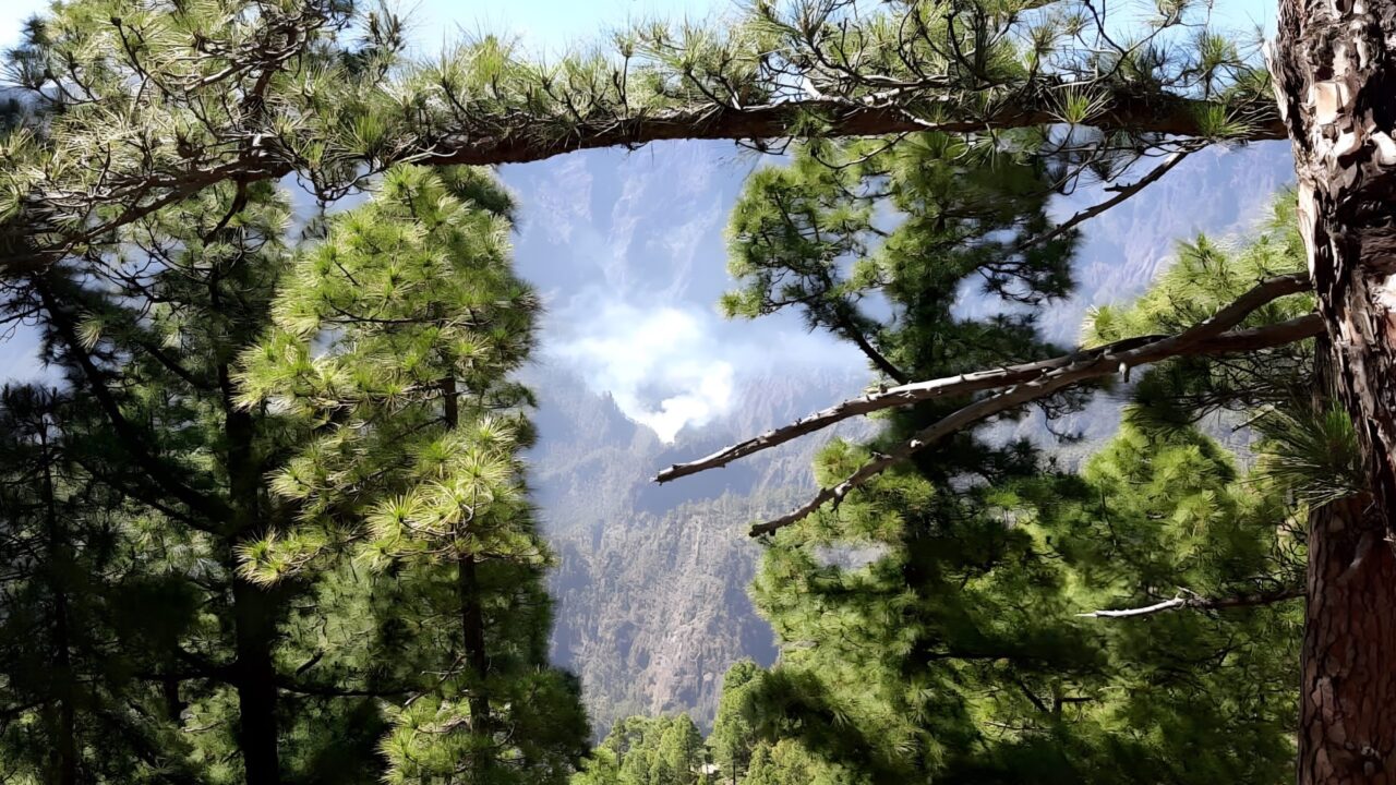 Waldbrand auf La Palma ist „menschlichen Ursprungs“