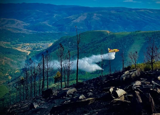 Teneriffa: 70 Sensoren sollen Waldbrände verhindern