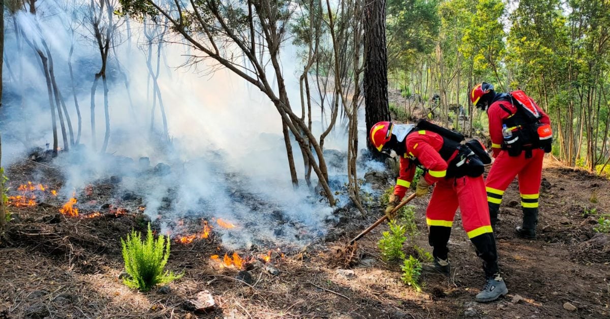 Waldbrand auf Teneriffa: Anwohner vor Gericht schwer belastet