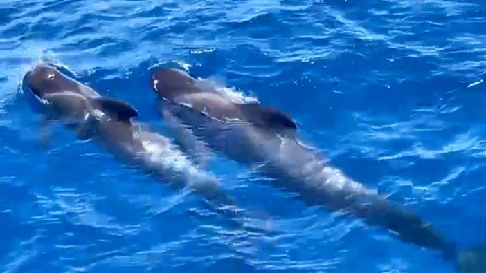 Emotionaler Moment vor den Kanaren: So trauert eine Wal-Familie