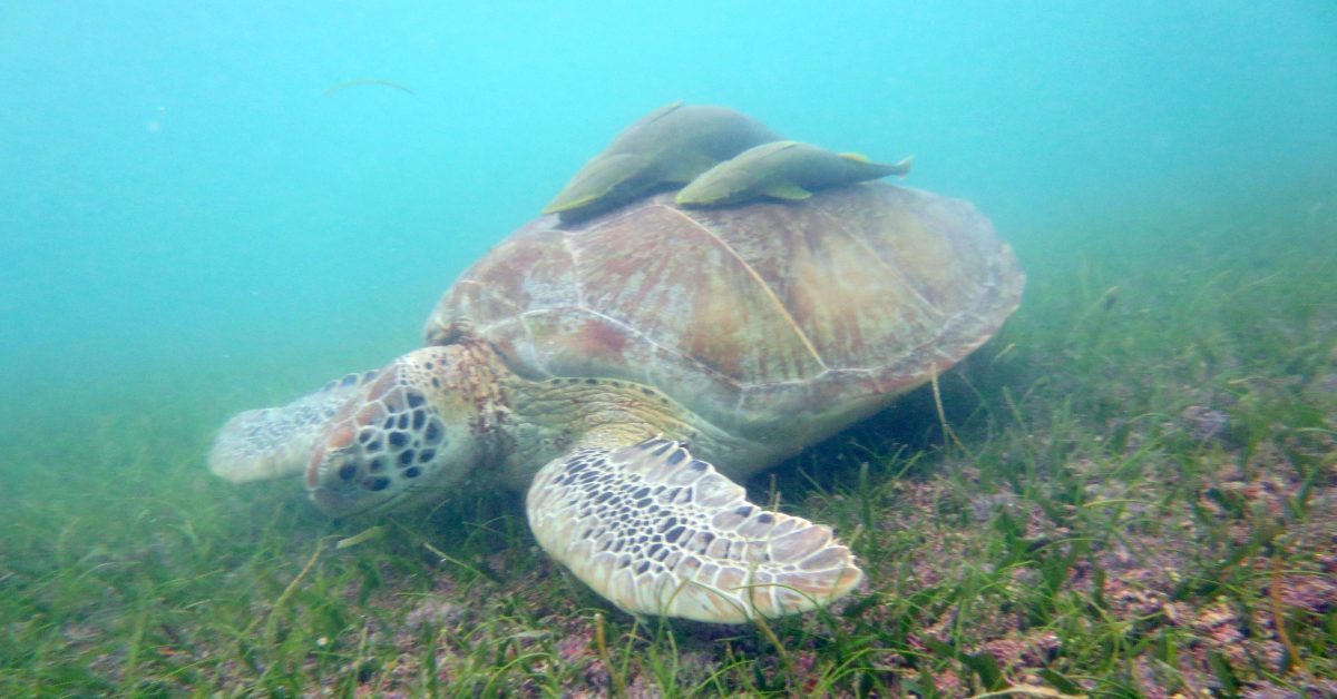 Kanaren-Schutzgebiete: Fischernetze aus Afrika bedrohen Schildkröten und Wale