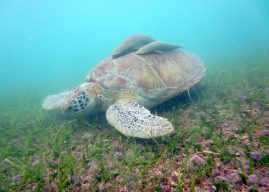 Kanaren-Schutzgebiete: Fischernetze aus Afrika bedrohen Schildkröten und Wale