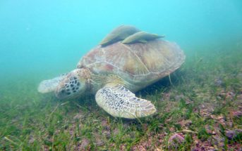 Wasserschildkröte Kanaren
