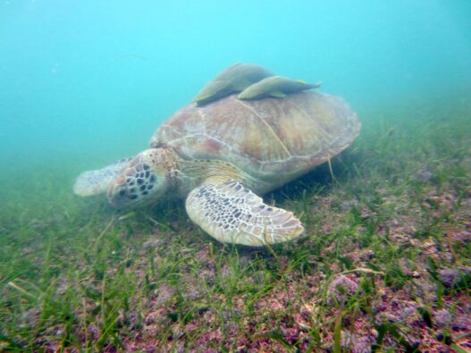 Kanaren-Schutzgebiete: Fischernetze aus Afrika bedrohen Schildkröten und Wale
