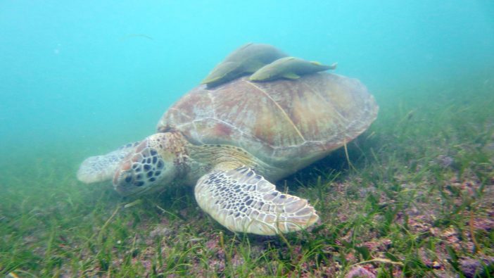 Wasserschildkröte Kanaren