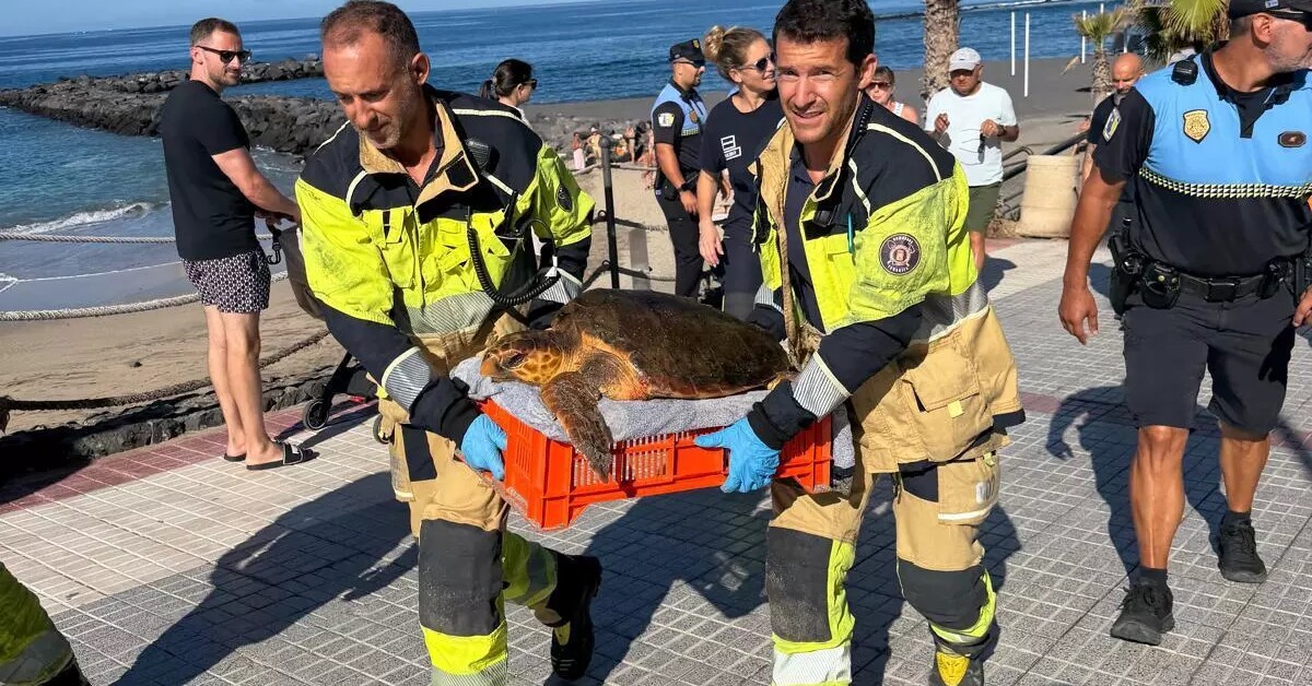 Feuerwehr rettet gestrandete Schildkröte an Teneriffas Strand