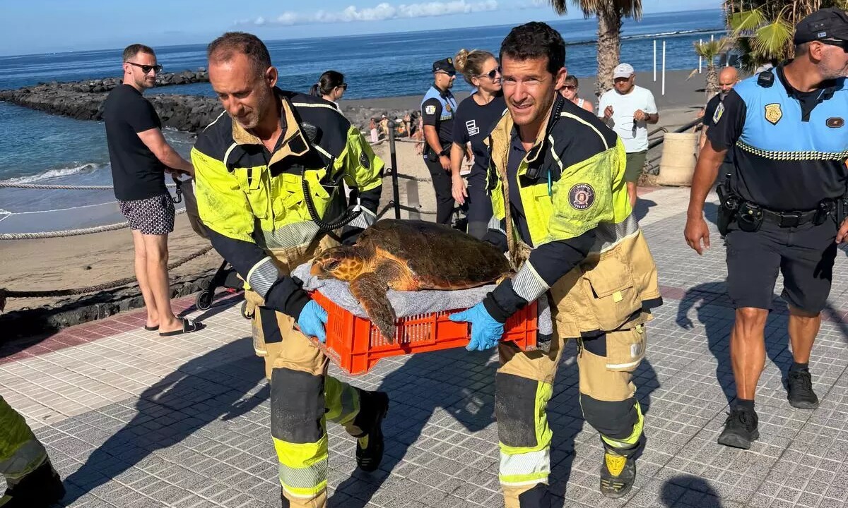 Feuerwehr rettet gestrandete Schildkröte an Teneriffas Strand