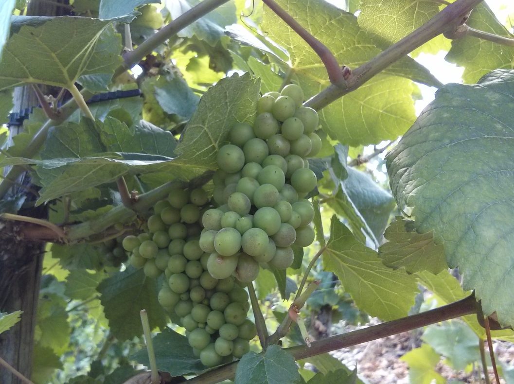 Teneriffas Winzer keltern Europas frühesten Wein