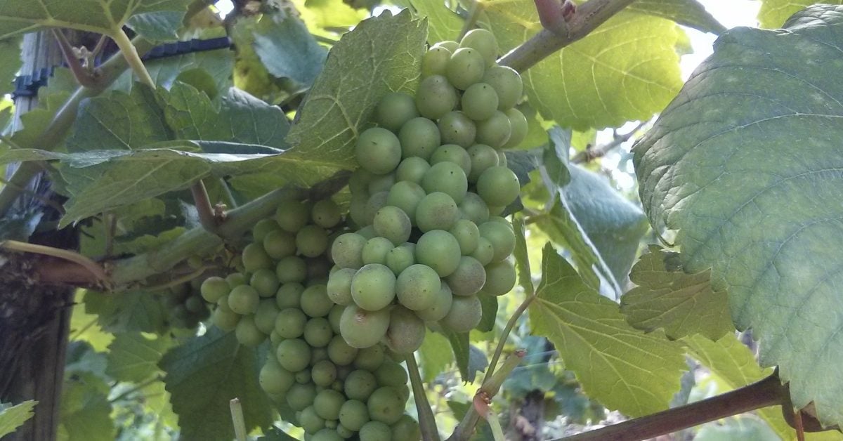 Reblaus bedroht Teneriffa-Wein: Kanaren-Winzer befürchten Plage