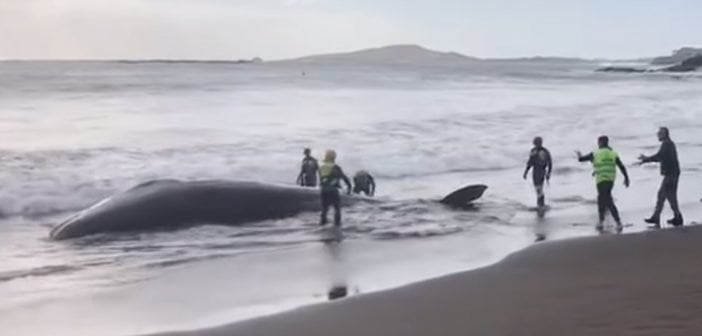 Wal Pottwal gestrandet Kanaren Gran Canaria 2019