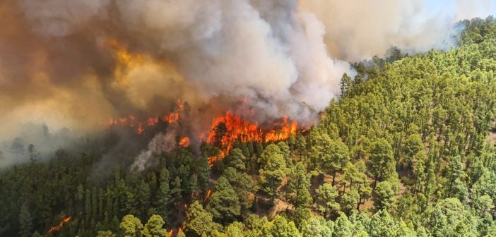 Neue Fotos und Videos vom Waldbrand auf Teneriffa