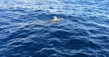 Fotos vom Whale Watching auf Teneriffa