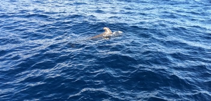Whale Watching Teneriffa Pilotwal