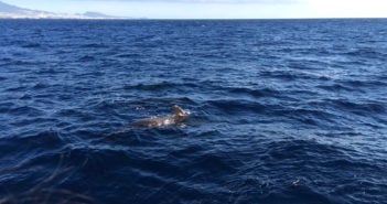 Whale Watching – Wale beobachten auf Teneriffa